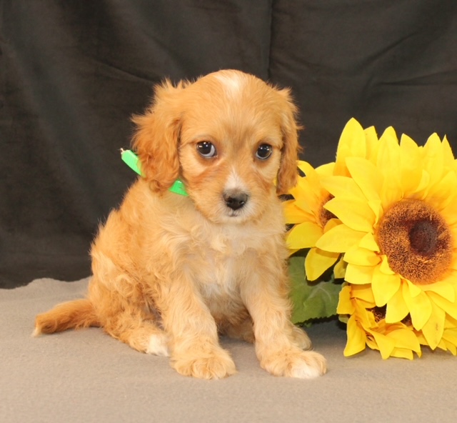 puppy, for, sale, Cavapoo, Ivan J. Stoltzfus, dog, breeder, Dornsife, PA, dog-breeder, puppy-for-sale, forsale, nearby, find, puppyfind, locator, puppylocator, aca